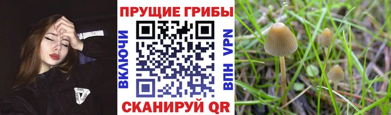 площадка наркотические препараты  Гусь-Хрустальный  Псилоцибиновые грибы GOLDEN TEACHER  закладка 